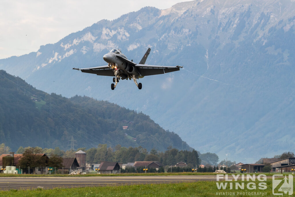 meiringen hornet 9143 zeitler 1024x683 - Scenic Switzerland - Tigers and Hornets fighting at Meiringen