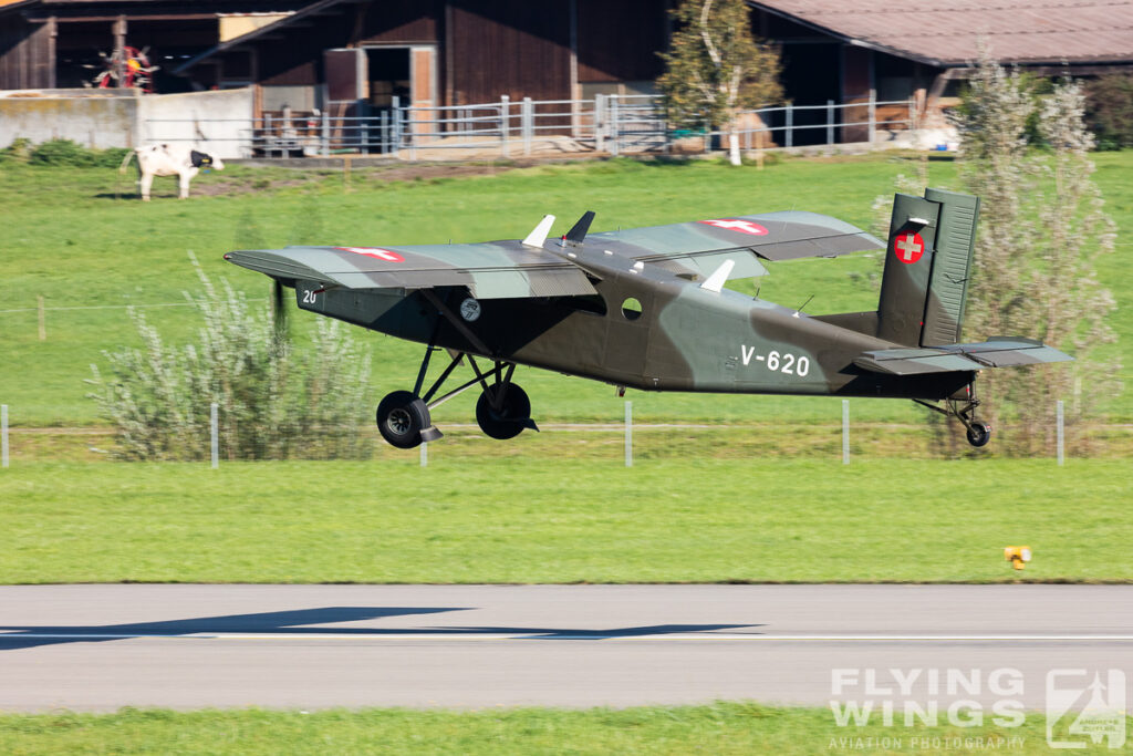 meiringen porter 8798 zeitler 1024x683 - Scenic Switzerland - Tigers and Hornets fighting at Meiringen