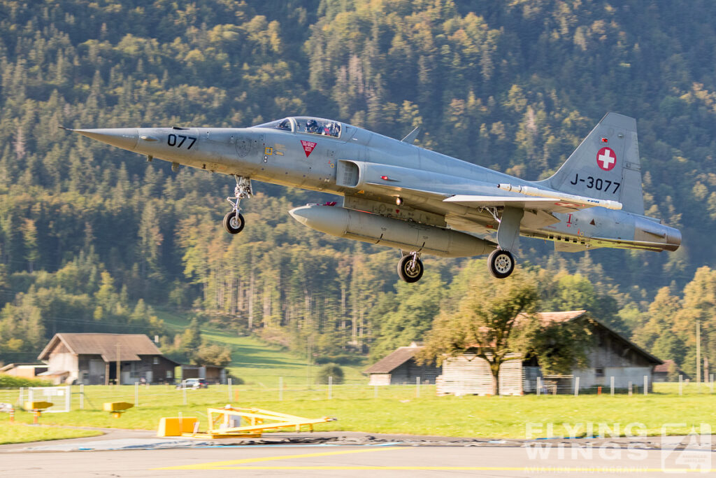 meiringen tiger 9891 zeitler 1024x683 - Scenic Switzerland - Tigers and Hornets fighting at Meiringen