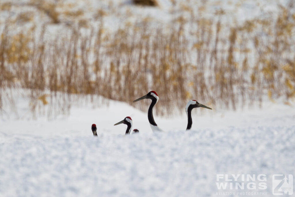 cranes   4200 zeitler 1024x683 - Winter Planespotting in Hokkaido