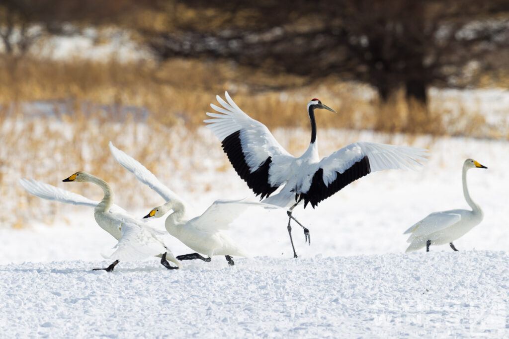 cranes   4285 zeitler 1024x683 - Winter Planespotting in Hokkaido