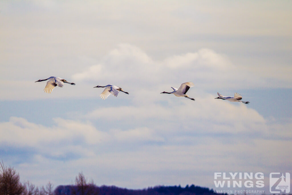 cranes   4370 zeitler 1024x683 - Winter Planespotting in Hokkaido