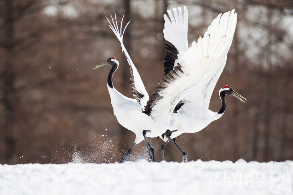 cranes   4410 zeitler 1024x683 - Winter Planespotting in Hokkaido