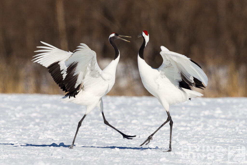 cranes   7946 zeitler 1024x683 - Winter Planespotting in Hokkaido