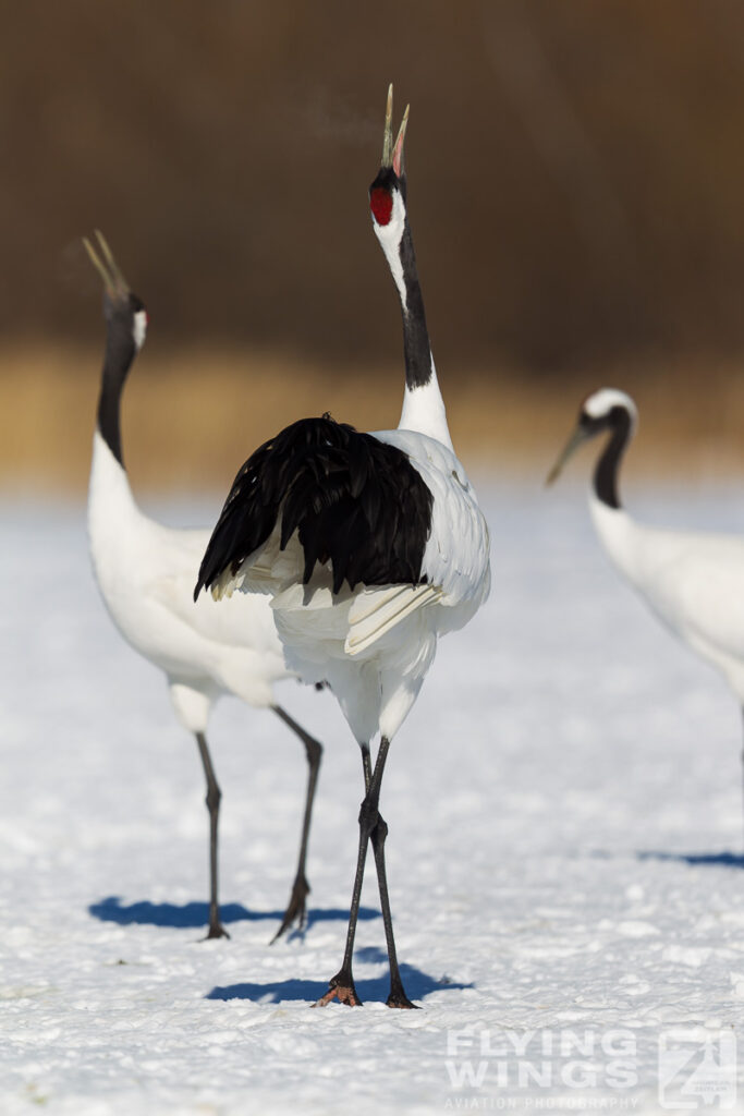 cranes   8150 zeitler 683x1024 - Winter Planespotting in Hokkaido