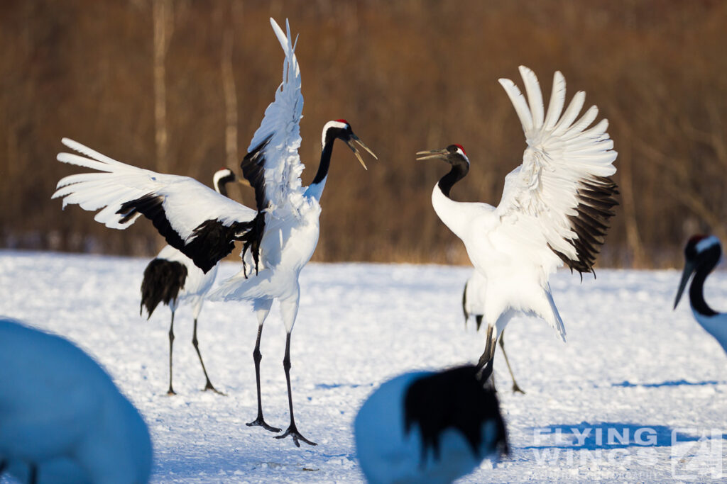 cranes   8319 zeitler 1024x683 - Winter Planespotting in Hokkaido