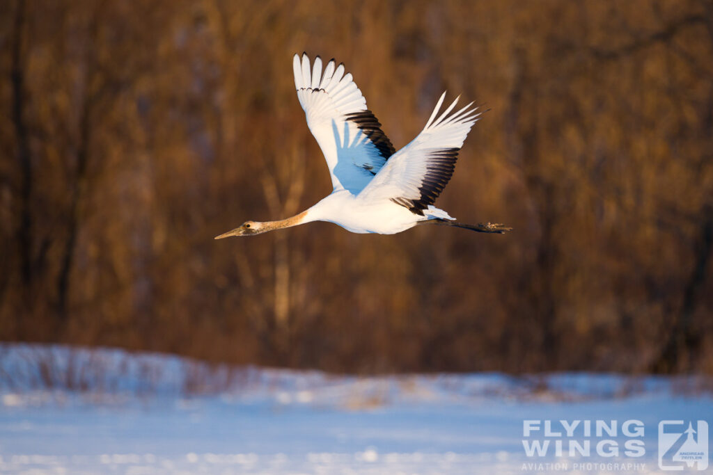 cranes   8459 zeitler 1024x683 - Winter Planespotting in Hokkaido