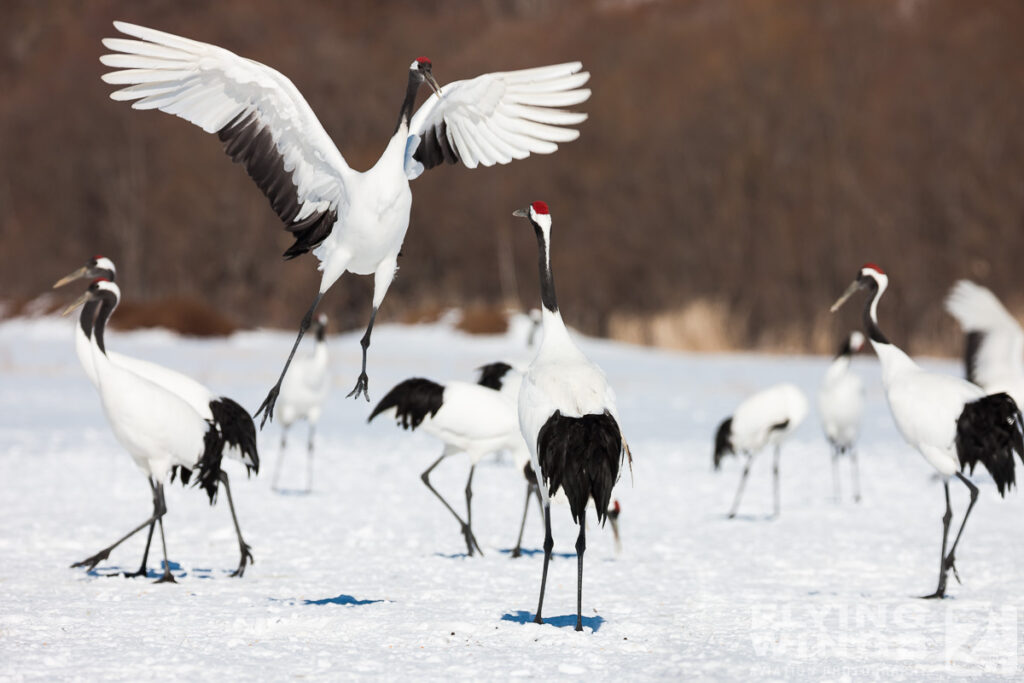 cranes   8733 zeitler 1024x683 - Winter Planespotting in Hokkaido