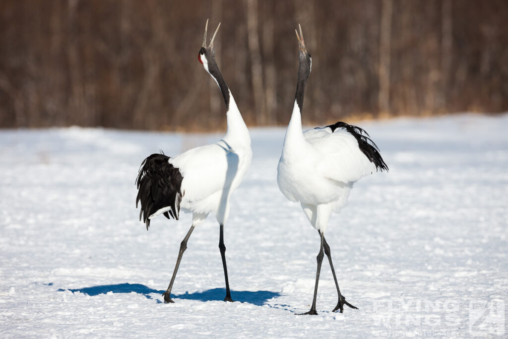 cranes   8881 zeitler 1024x683 - Winter Planespotting in Hokkaido