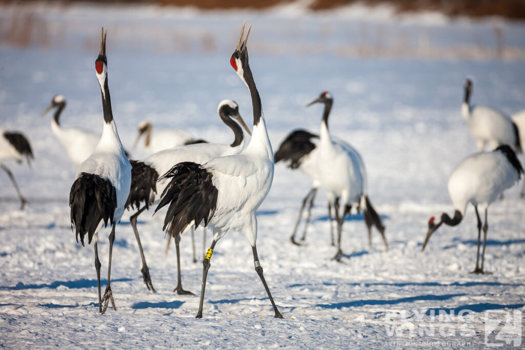 cranes   8986 zeitler 1024x683 - Winter Planespotting in Hokkaido