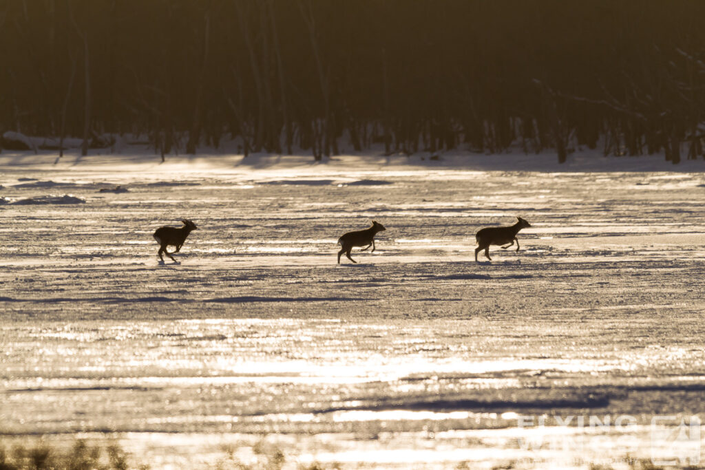 deer   5008 zeitler 1024x683 - Winter Planespotting in Hokkaido