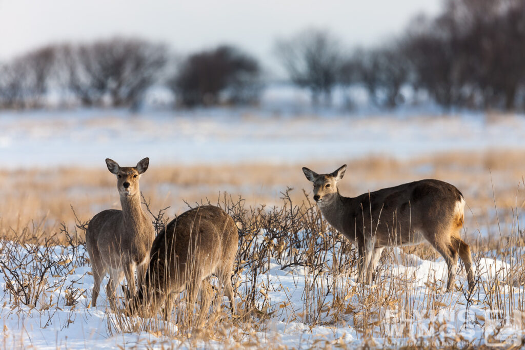 deer   7453 zeitler 1024x683 - Winter Planespotting in Hokkaido