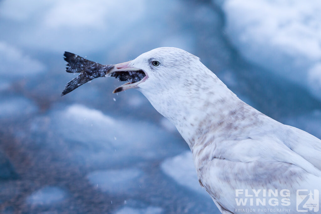 gulls   2 zeitler 1024x683 - Winter Planespotting in Hokkaido