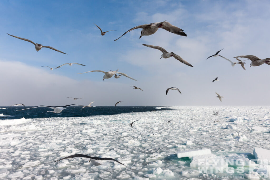 gulls   7506 zeitler 1024x683 - Winter Planespotting in Hokkaido