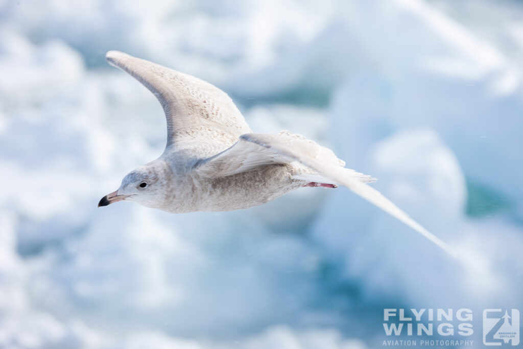 gulls   7649 zeitler 1024x683 - Winter Planespotting in Hokkaido