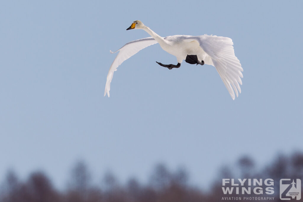 swans   4259 zeitler 1024x683 - Winter Planespotting in Hokkaido