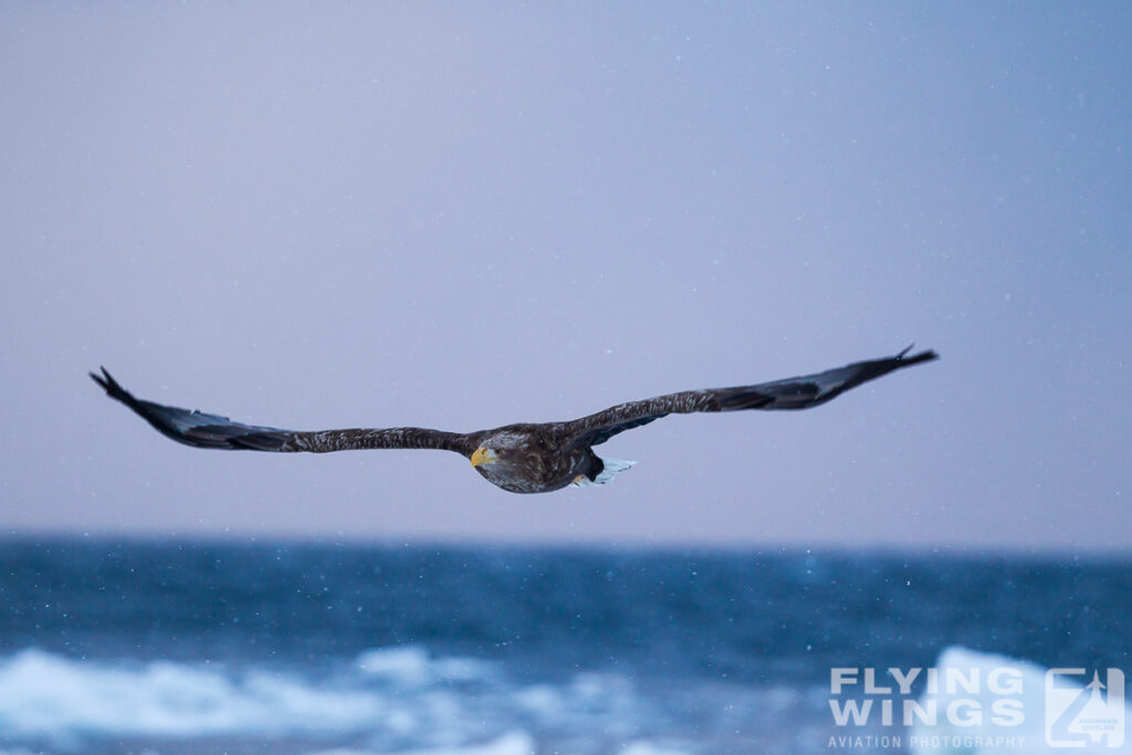 eagles   2 zeitler 1024x683 - Hokkaido Winter Eagles