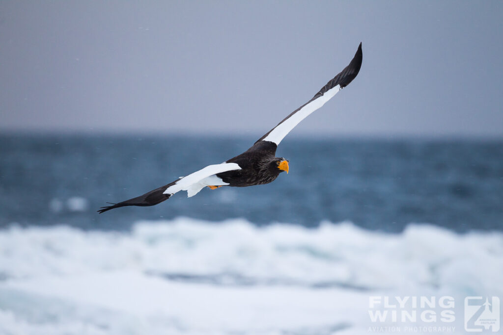 eagles   2 zeitler 2 1024x683 - Hokkaido Winter Eagles