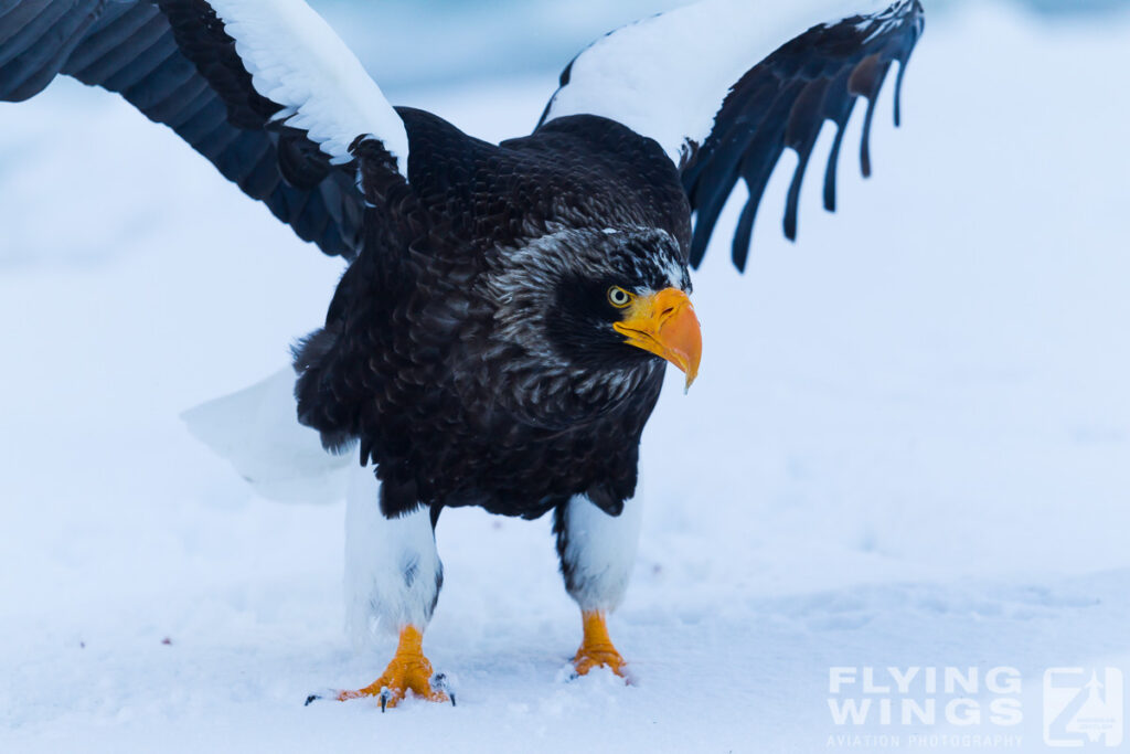 eagles   2 zeitler 3 1024x683 - Hokkaido Winter Eagles