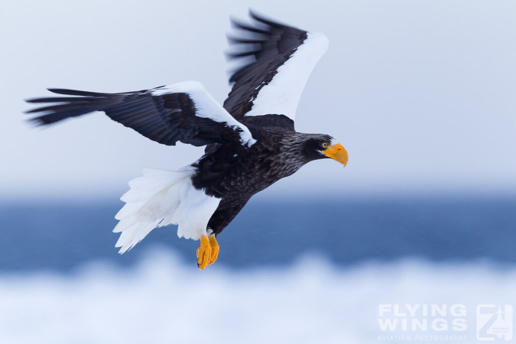 eagles   2 zeitler 4 1024x683 - Hokkaido Winter Eagles