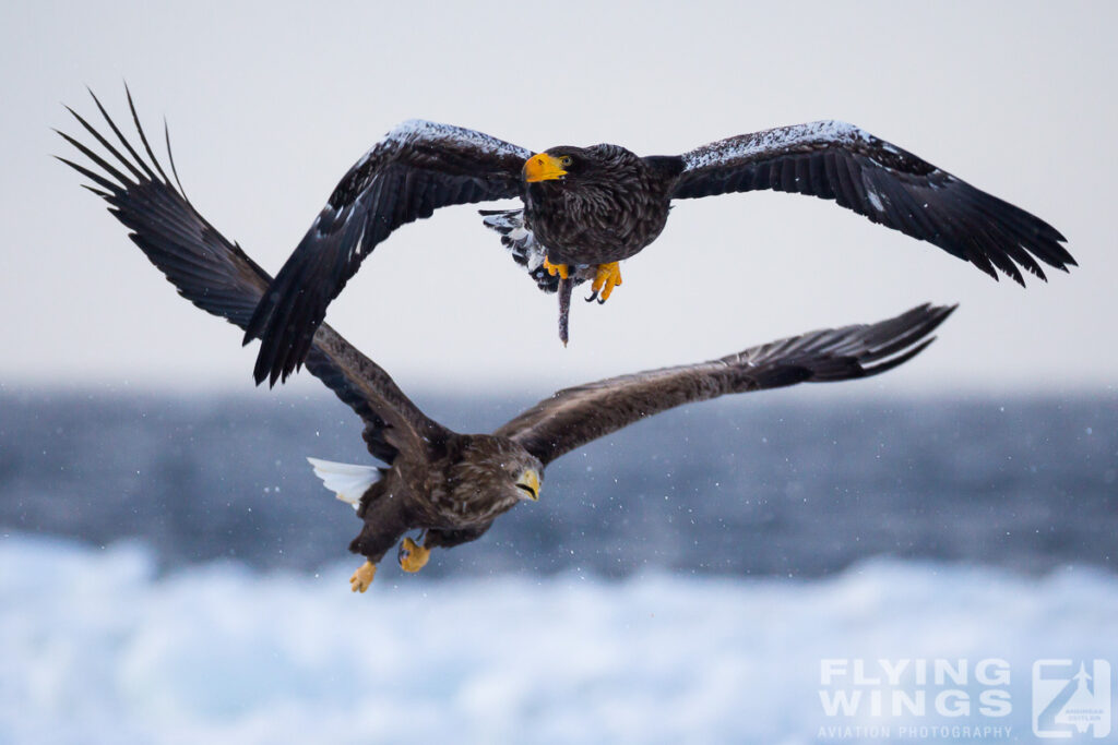 eagles   2 zeitler 7 1024x683 - Hokkaido Winter Eagles