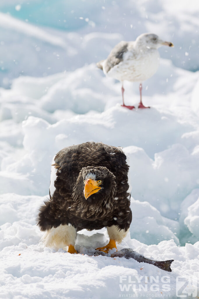 eagles   2 zeitler 8 683x1024 - Hokkaido Winter Eagles