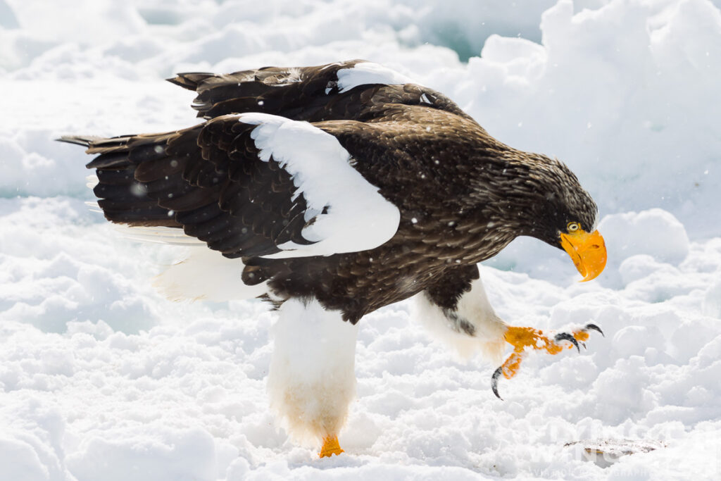 eagles   2 zeitler 9 1024x683 - Hokkaido Winter Eagles