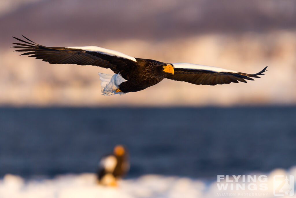 eagles   3 zeitler 10 1024x683 - Hokkaido Winter Eagles