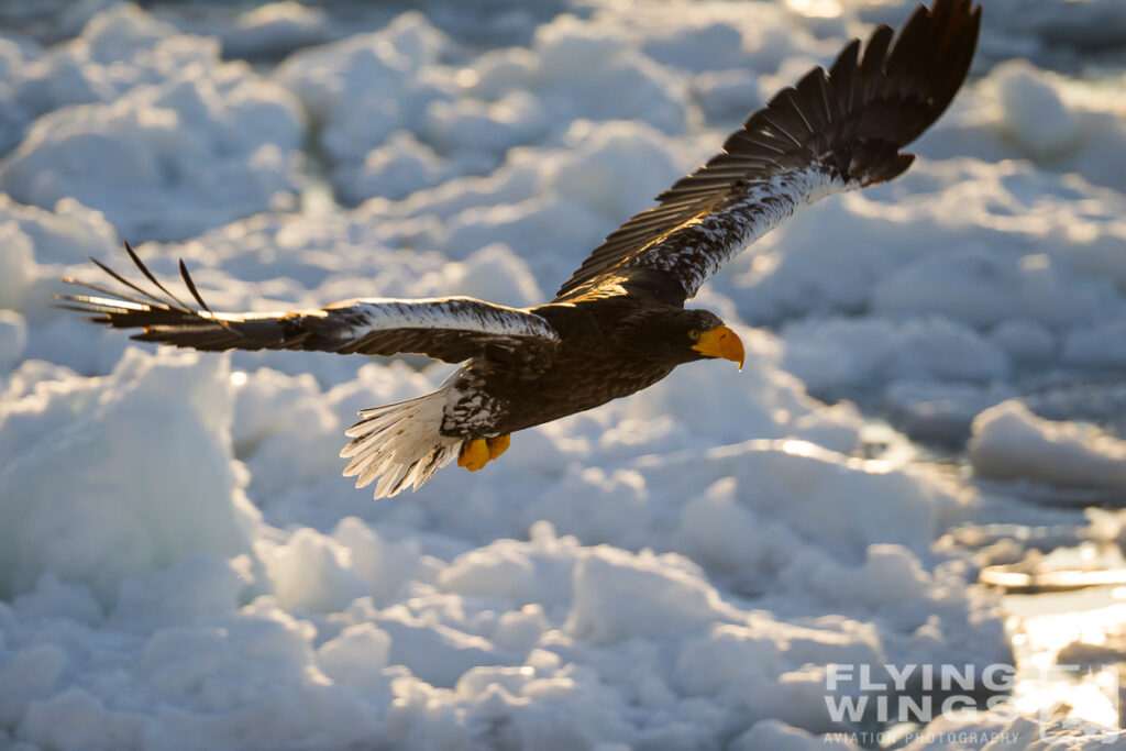 eagles   3 zeitler 12 1024x683 - Hokkaido Winter Eagles