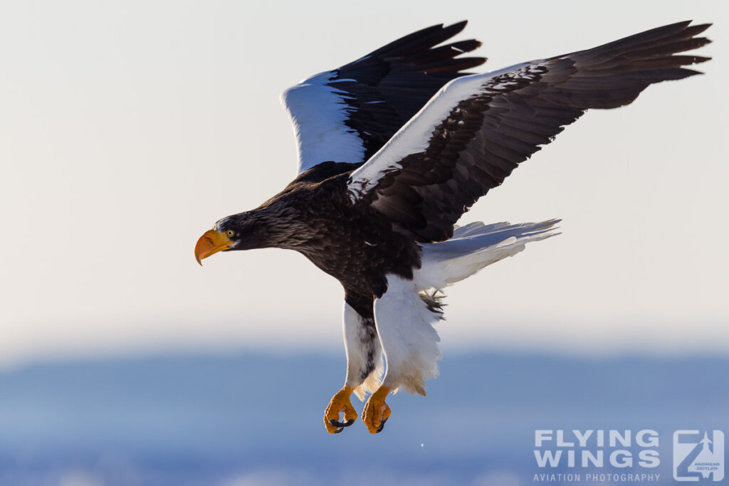 eagles   3 zeitler 17 1024x683 - Hokkaido Winter Eagles