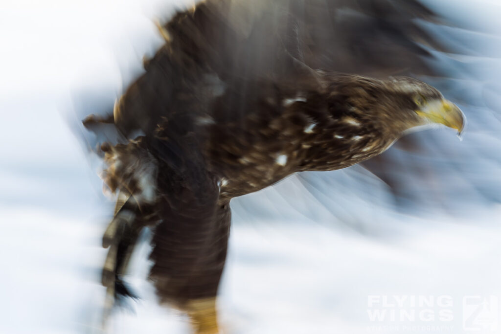 eagles   3 zeitler 22 1024x683 - Hokkaido Winter Eagles