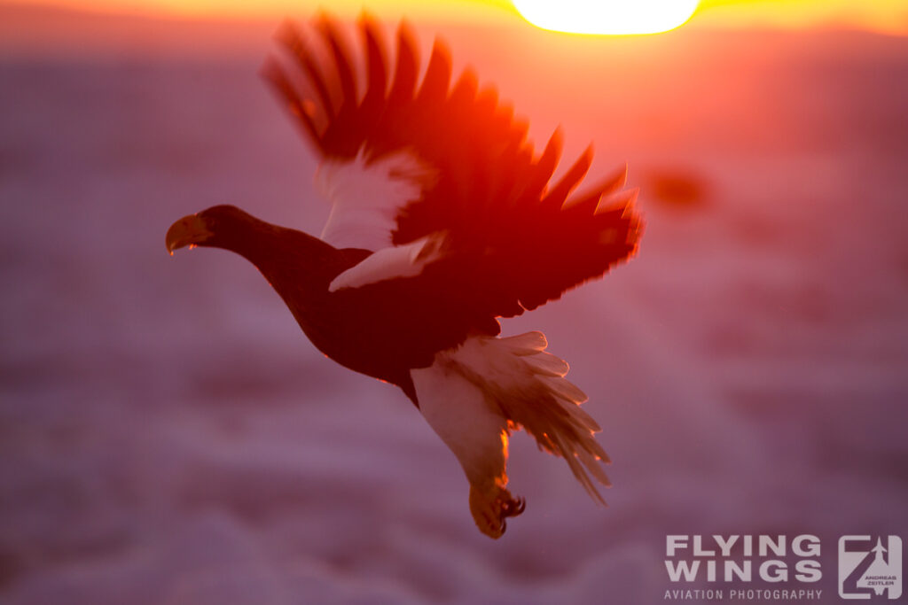 eagles   3 zeitler 6 1024x683 - Hokkaido Winter Eagles