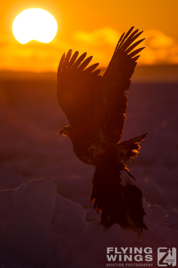 eagles   3 zeitler 7 683x1024 - Hokkaido Winter Eagles