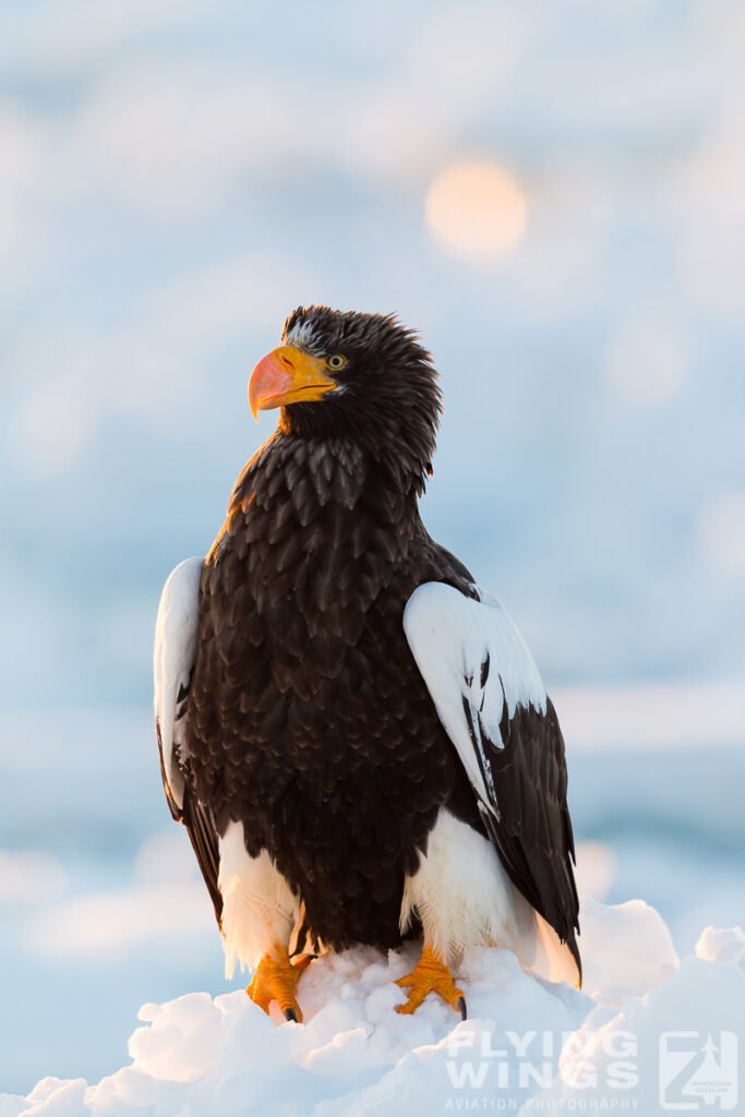 eagles   3 zeitler 8 683x1024 - Hokkaido Winter Eagles