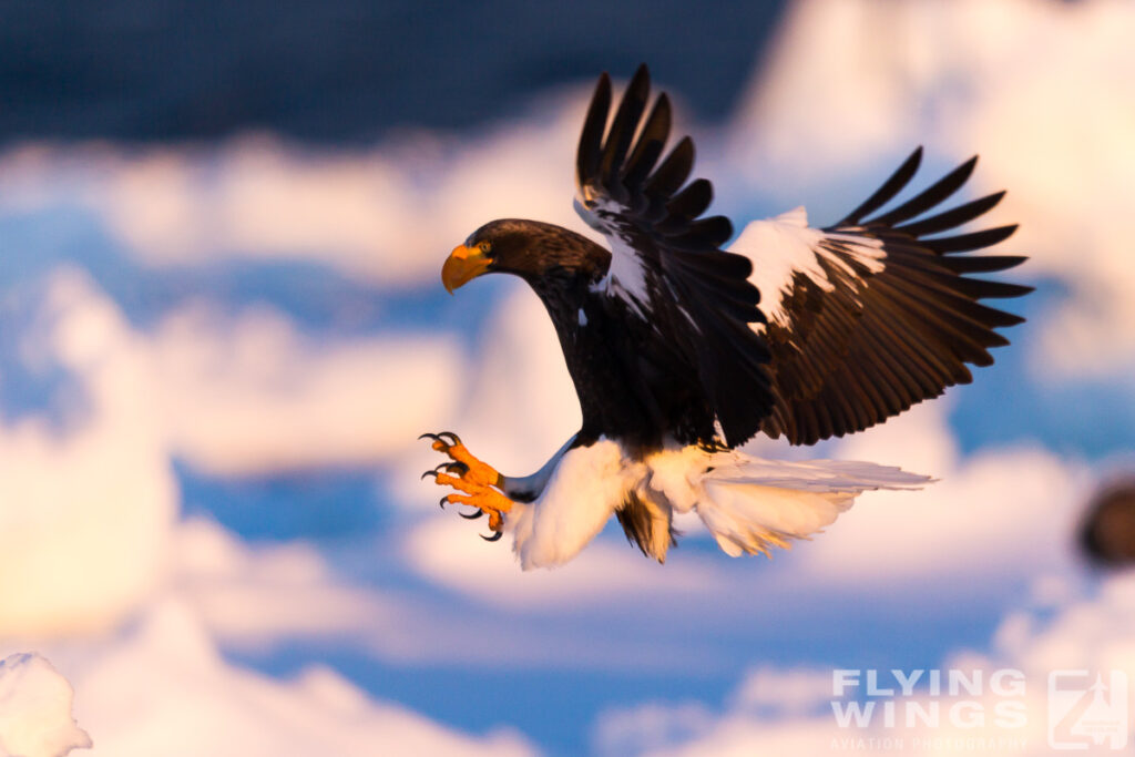 eagles   3 zeitler 9 1024x683 - Hokkaido Winter Eagles