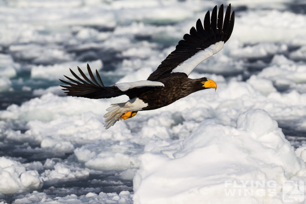 eagles   4726 zeitler 1024x683 - Hokkaido Winter Eagles