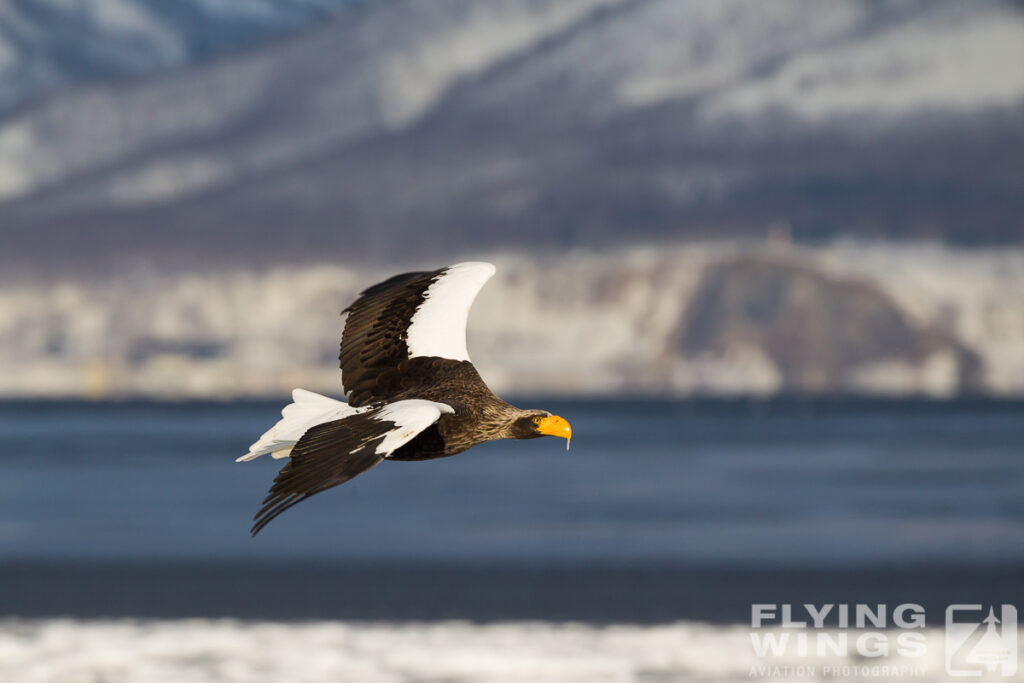 eagles   4770 zeitler 1024x683 - Hokkaido Winter Eagles