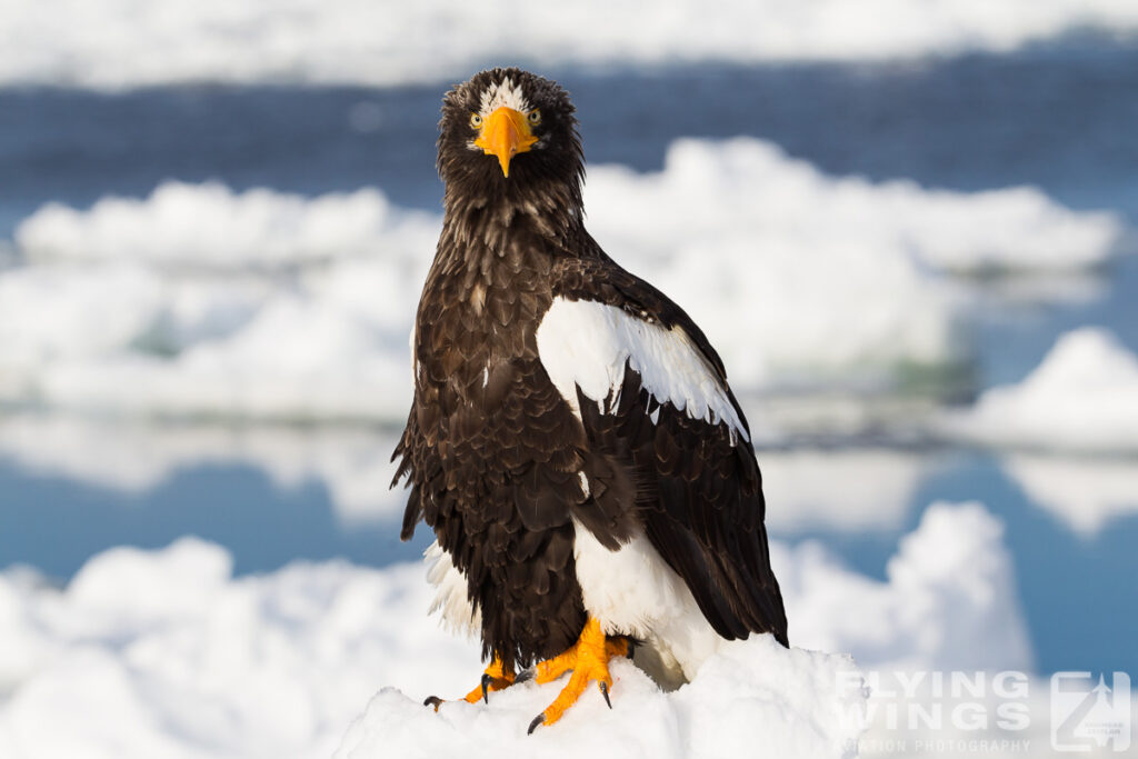 eagles   4881 zeitler 1024x683 - Hokkaido Winter Eagles