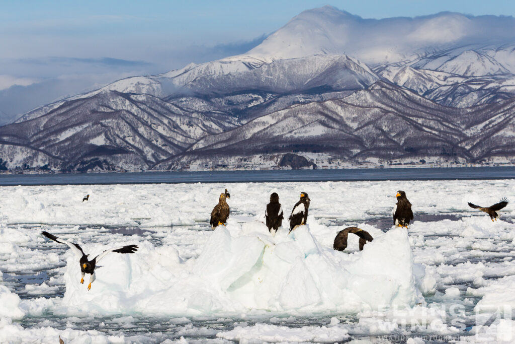 eagles   4920 zeitler 1024x683 - Hokkaido Winter Eagles