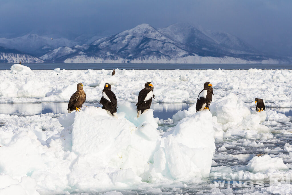 eagles   4930 zeitler 1024x683 - Hokkaido Winter Eagles