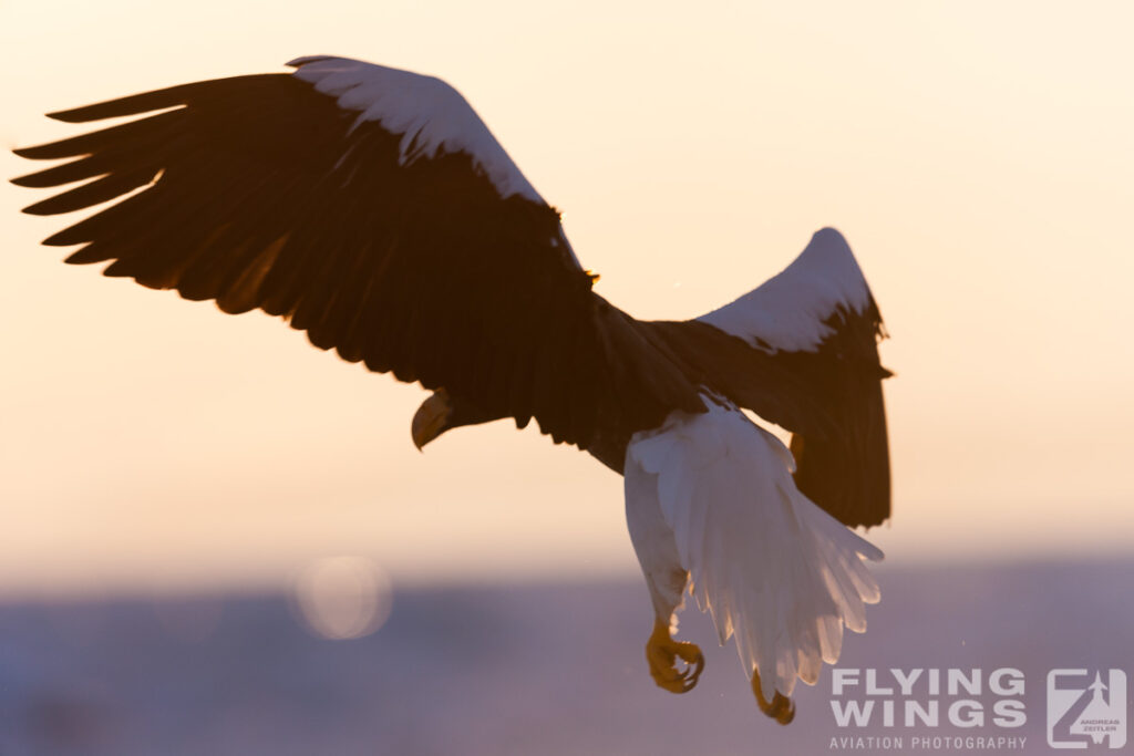 eagles   6728 zeitler 1024x683 - Hokkaido Winter Eagles