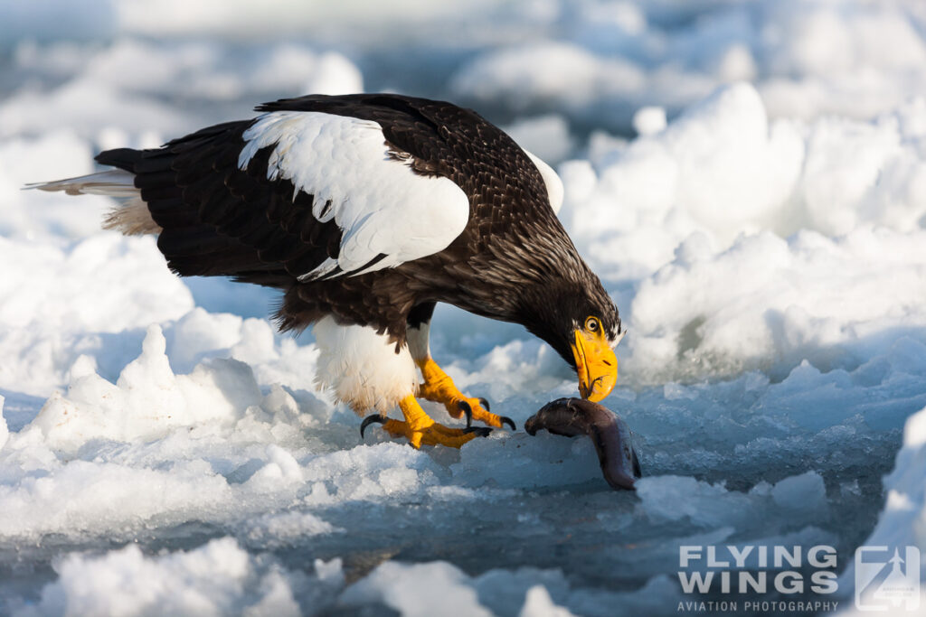 eagles   7041 zeitler 1024x683 - Hokkaido Winter Eagles