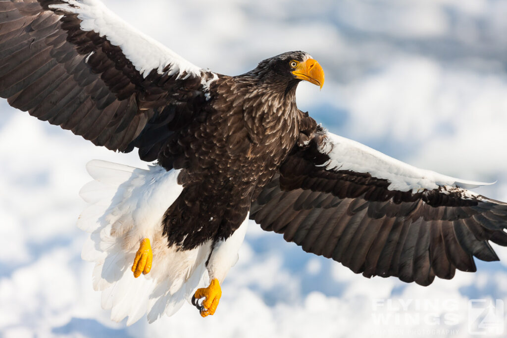 eagles   7046 zeitler 1024x683 - Hokkaido Winter Eagles