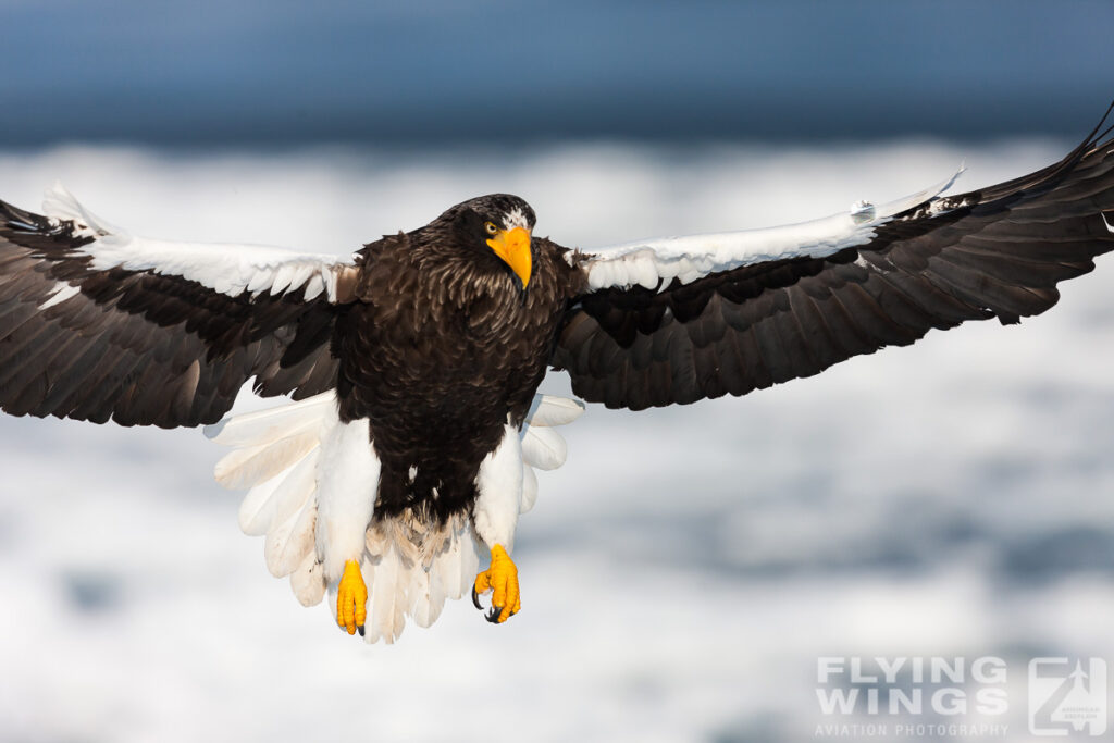 eagles   7086 zeitler 1024x683 - Hokkaido Winter Eagles