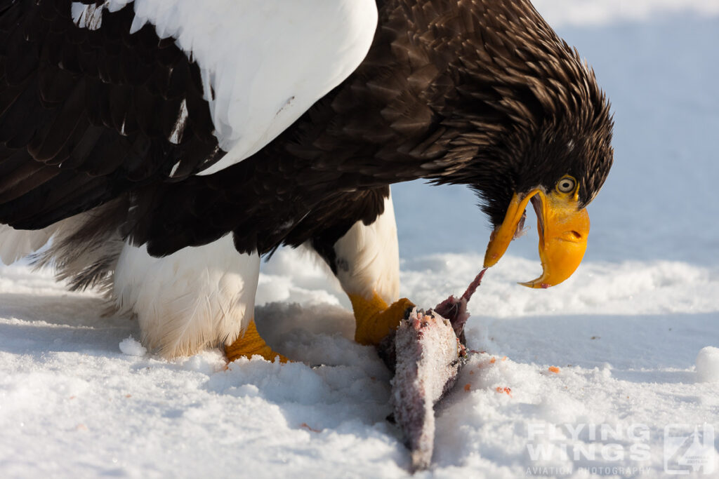 eagles   7110 zeitler 1024x683 - Hokkaido Winter Eagles