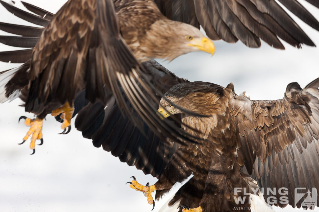 eagles   7149 zeitler 1024x683 - Hokkaido Winter Eagles