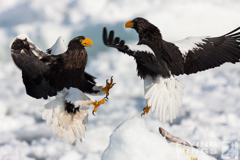 eagles   7202 zeitler 1024x683 - Hokkaido Winter Eagles