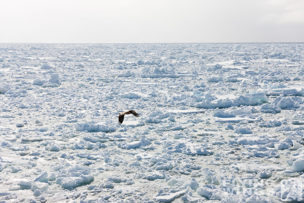 eagles   7735 zeitler 1024x683 - Hokkaido Winter Eagles