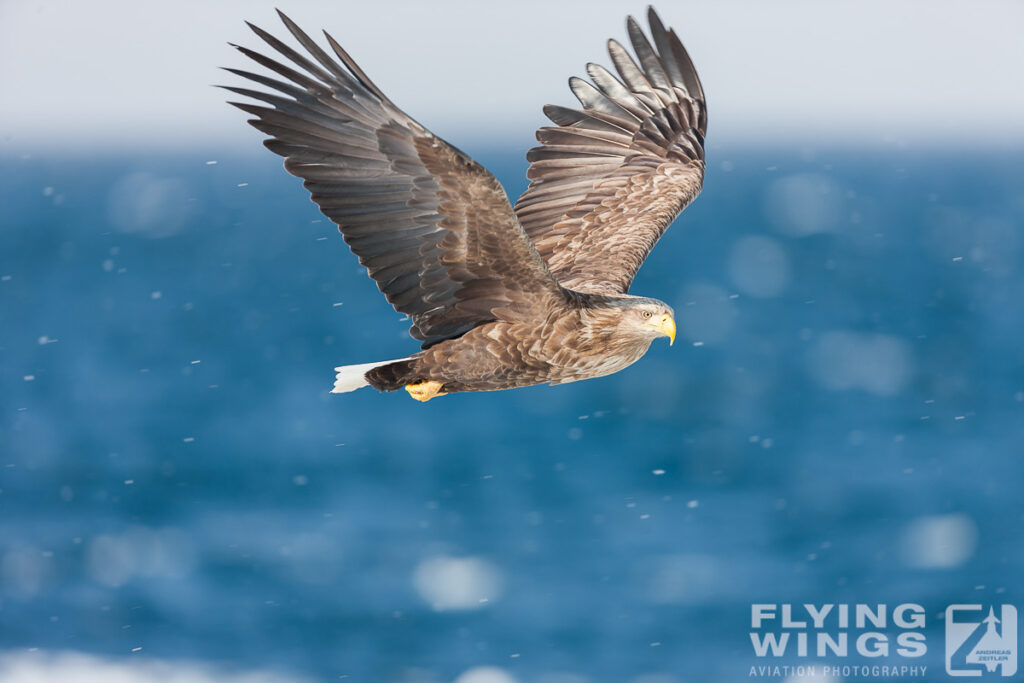 eagles   7902 zeitler 1024x683 - Hokkaido Winter Eagles