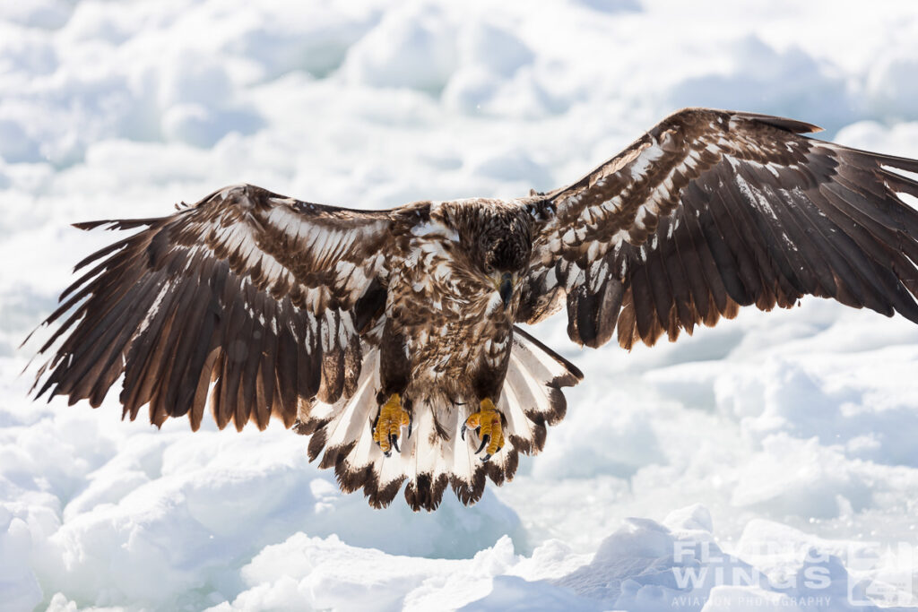 eagles   7941 zeitler 1024x683 - Hokkaido Winter Eagles